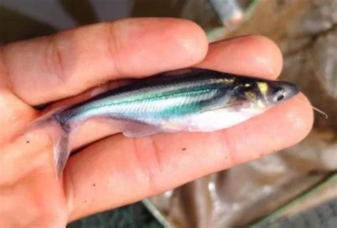 Gawat Ikan Wader Terancam Punah Peneliti Ungkap Penyebabnya Okezone