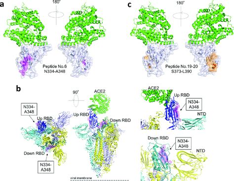 Linear Epitopes In The Receptor Binding Domain Rbd Identified Only In