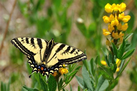 New Mexico Butterflies Papilionidae