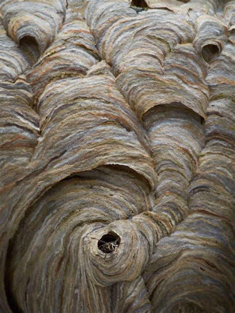 Bald-Faced Hornet's nest | Hornets nest, Patterns in nature, Creature design