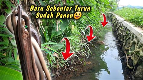 Selokan Ini Gudangnya Belut Mancing Belut Disini Tak Pernah Boncos