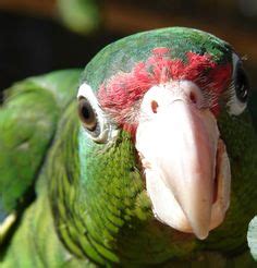 21 ideas de The Puerto Rican parrot an endangered species. | cotorro, puertorriqueños, amazonas