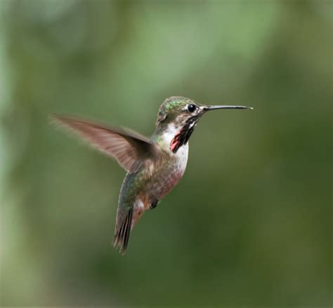 Calliope Hummingbird male in migration in Colorado with She Flew ...