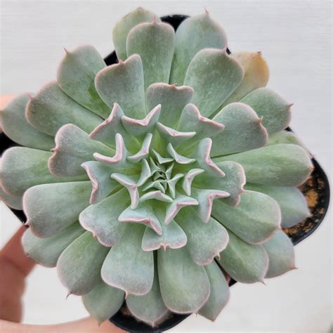 Echeveria Revolution Dk Succulents Korea Rare Korean Succulents