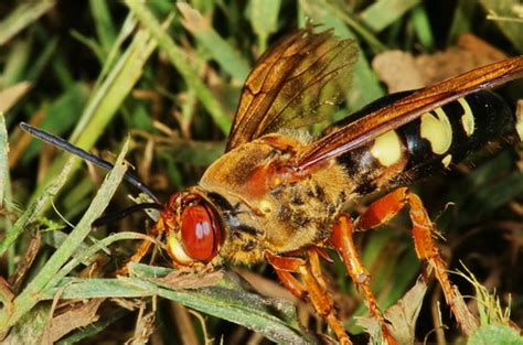 Wasp Hornet Sphecius Speciosus Bugguide