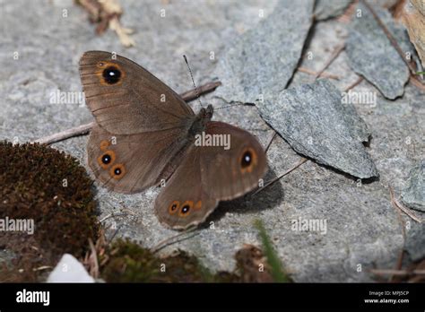 Northern Wall Brown Lasiommata Petropolitana Stock Photo Alamy