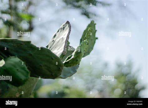 Photograph Of A Green Cactus Plant Named Nopal Stock Photo Alamy