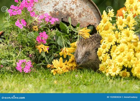 Hedgehog In A Summer Garden With Colourful Flowers Stock Photo Image