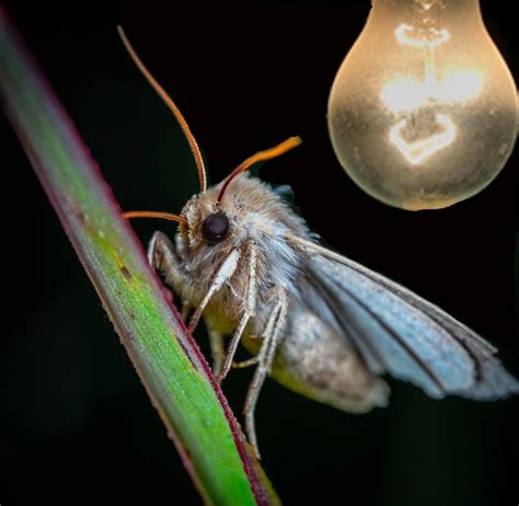 Reclaiming The Night Sky For Moths What Drives The Flight To Light