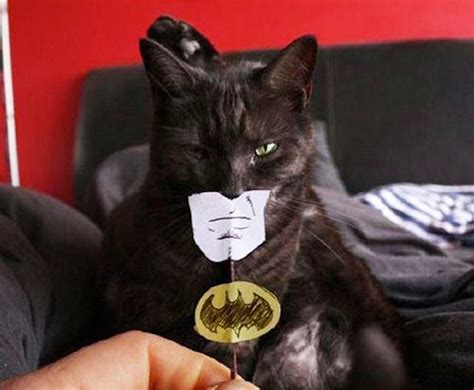 Batman Cat Costume Collection Batman Cat Pet Costumes Cute Animals