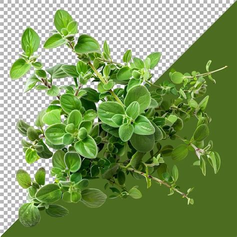 3D Rendering Of A Oregano Leaves On Transparent Background Ai Generated