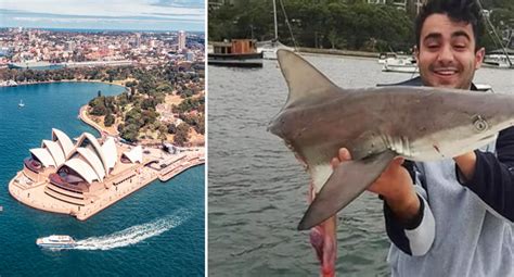 Expert calls Sydney Harbour shark influx 'worst in three decades'