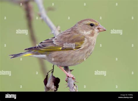 Female european greenfinch hi-res stock photography and images - Alamy