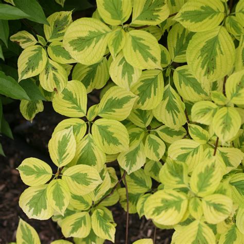 Cornus GOLDEN SHADOWS - Buy Dogwood Shrubs Online