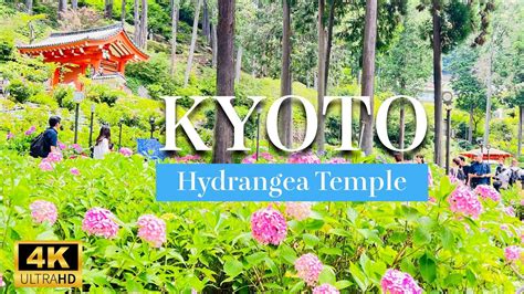 Discover Kyoto s Floral Paradise Mimuroto ji Temple in 4K Beauty 三室戸寺