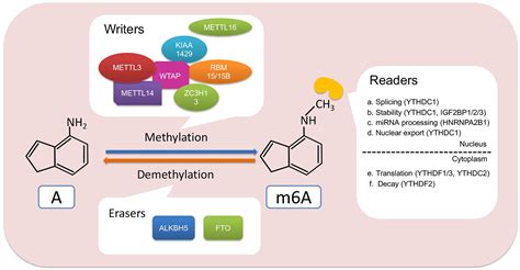 Frontiers M A Modification In Non Coding Rna The Role In Cancer Drug