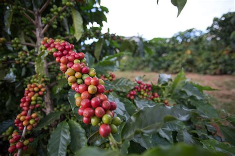 Clima preocupa produtores de café arábica Revista Cultivar