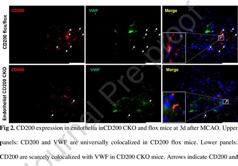 Figure 2 From Brain Endothelial Cd200 Signaling Protects Brain Against