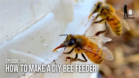 Feeding Bees Sugar Water With A Diy Honey Bee Feeder Homemade Bee