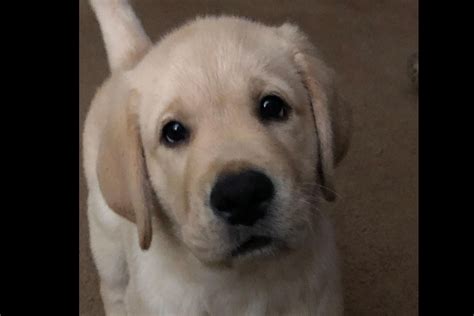 Cross Creek Labradors Labrador Retriever Puppies For Sale In Milton