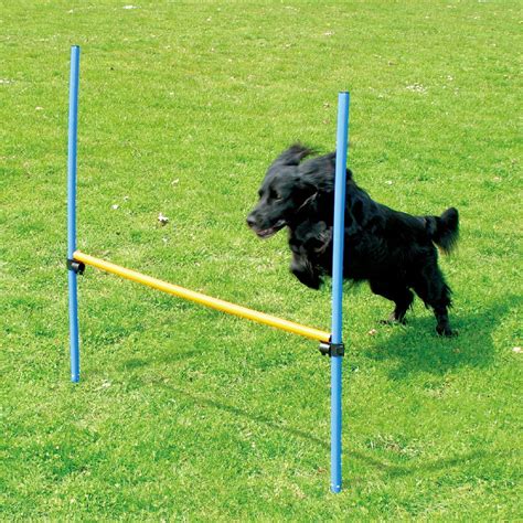 How to Teach Your Dog Agility Training!