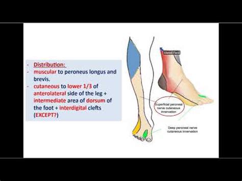 Common Peroneal And Tibial Nerves Dr Ahmed Farid YouTube