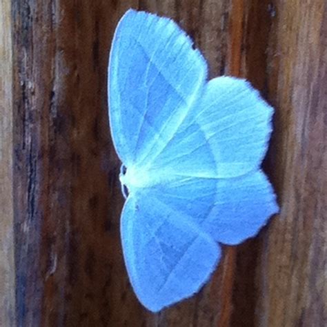 Beautiful Blue Moth Took Picture Of It In My Yard Beautiful