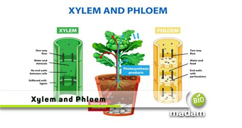 Difference Between Xylem and Phloem - biomadam