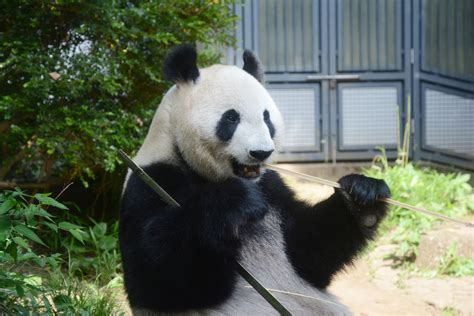 Giant panda Shin Shin gives birth to cub at Ueno Zoo