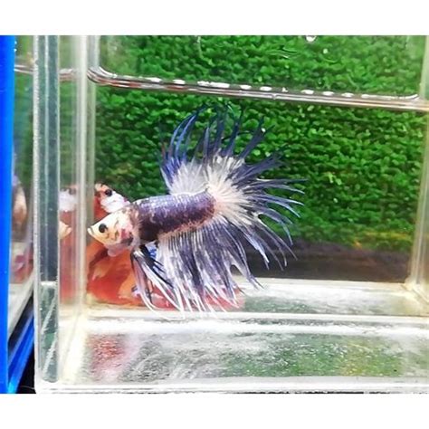 Fancy Crowntail Erkek Betta L