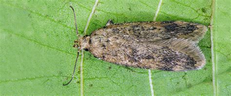 False Codling Moth Fcm Biobee South Africa