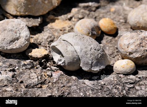 A mollusk fossil Stock Photo - Alamy