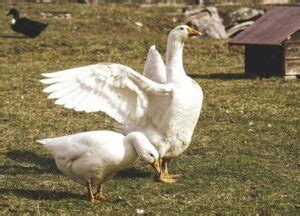 Ducks Vs. Geese - What's The Difference? - ChickenMag