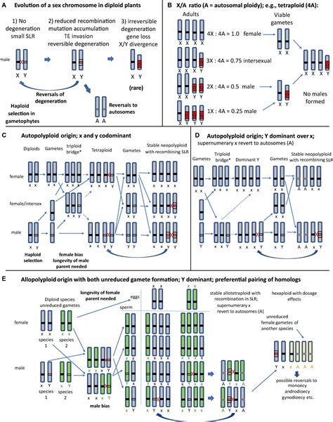 Frontiers Does Polyploidy Inhibit Sex Chromosome Evolution In