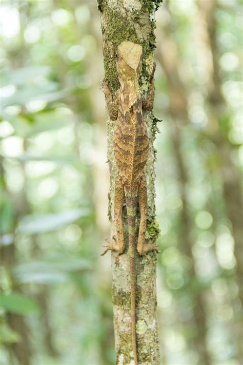 Camouflage Lizard Forest Free Photo On Pixabay Pixabay