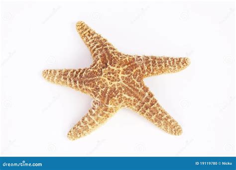 Sea Star Isolated Stock Photo Image Of Still Decorative 19119780