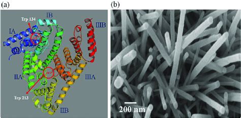 A Crystal Structure Of Bovine Serum Albumin And B Fesem Image Of An Download Scientific