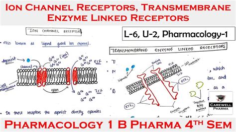 Ion Channel Receptors Transmembrane Enzyme Linked Receptors L U