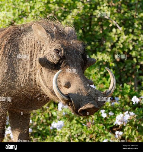 Common Warthog Phacochoerus Africanus Adult With Dry Mud On Snout