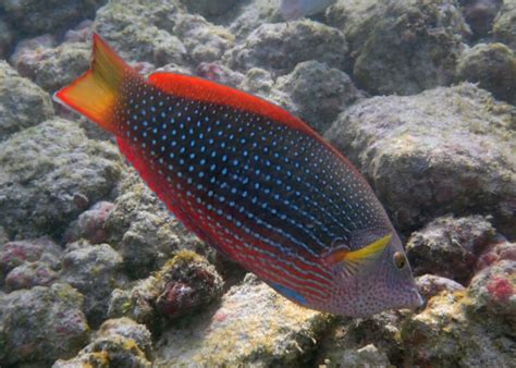 Red Coris Wrasse 101 Diet Mates Size Lifespan And Tank