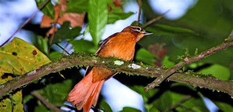 Especies De Aves Que Ya Est N Extintas O Pr Cticamente Extintas