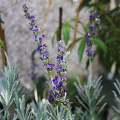 Podar Lavanda Gu A Paso A Paso