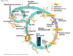 Chapter 31 (FUNGI) Flashcards | Quizlet 