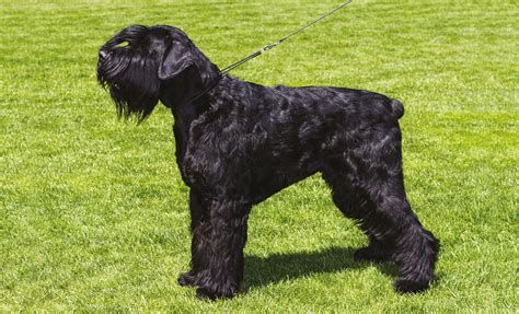 Schnauzer Gigante - Petme