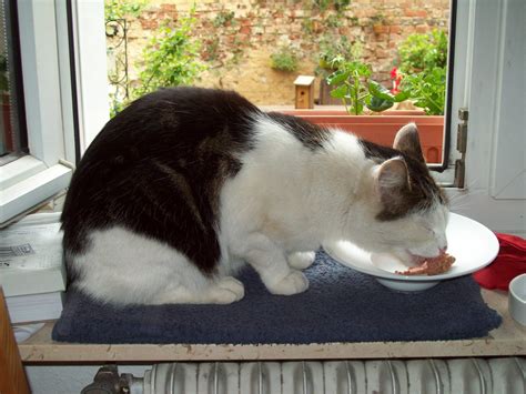 Pourquoi Votre Chat Boude T Il Sa Nourriture Sortie Du Réfrigérateur