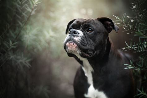 Download Boxer, Dog, Pet Wallpaper - Dog - WallpaperTip