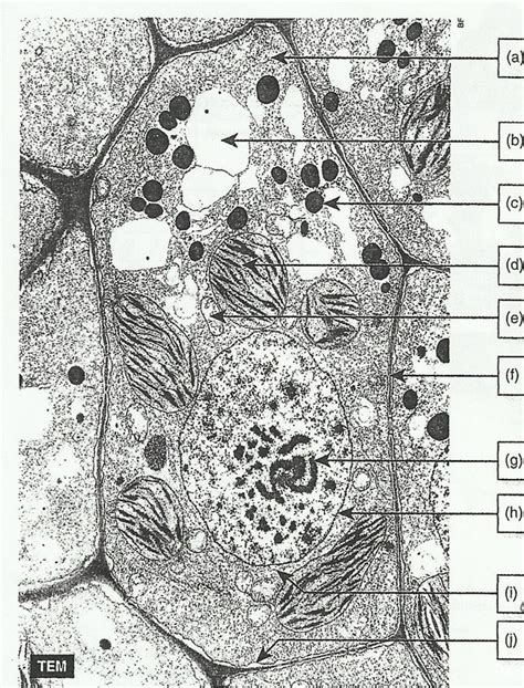 Label Electron Micrograph Plant Cells