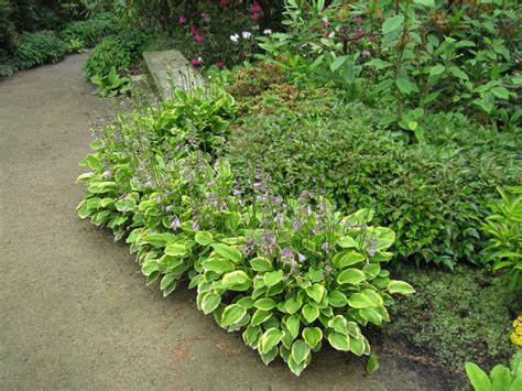 Hosta Golden Tiara Hosta Perennials Catalog Trajnice Strgar