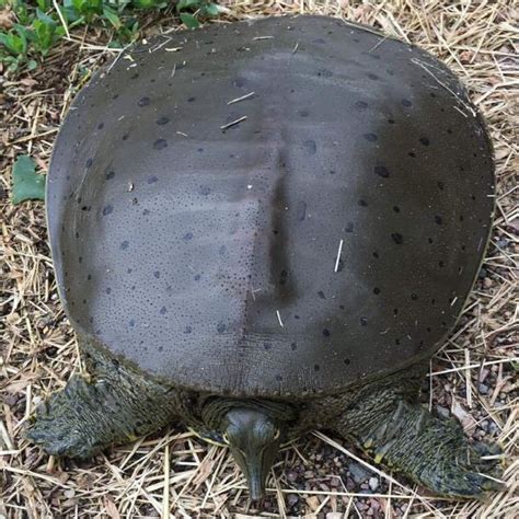 Spiny Softshell Turtle Care Complete Guide All Turtles