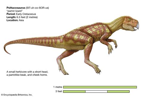 Ceratopsian Horned Quadrupedal Herbivorous Britannica